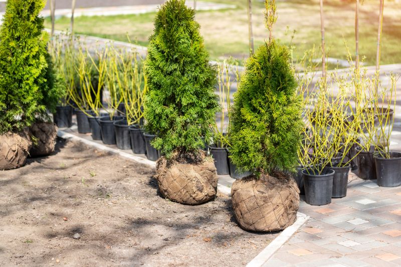 Boxwood Planting in Ventura County, CA