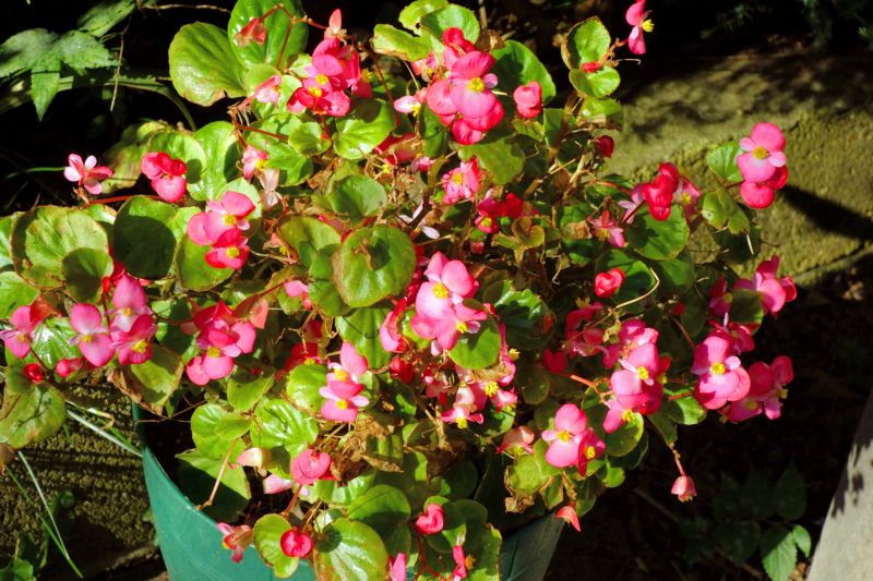 Boxwood Planting in Honolulu, HI