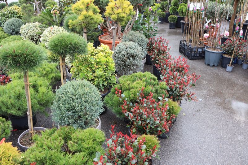 Bush Planting Service in Ventura County, CA