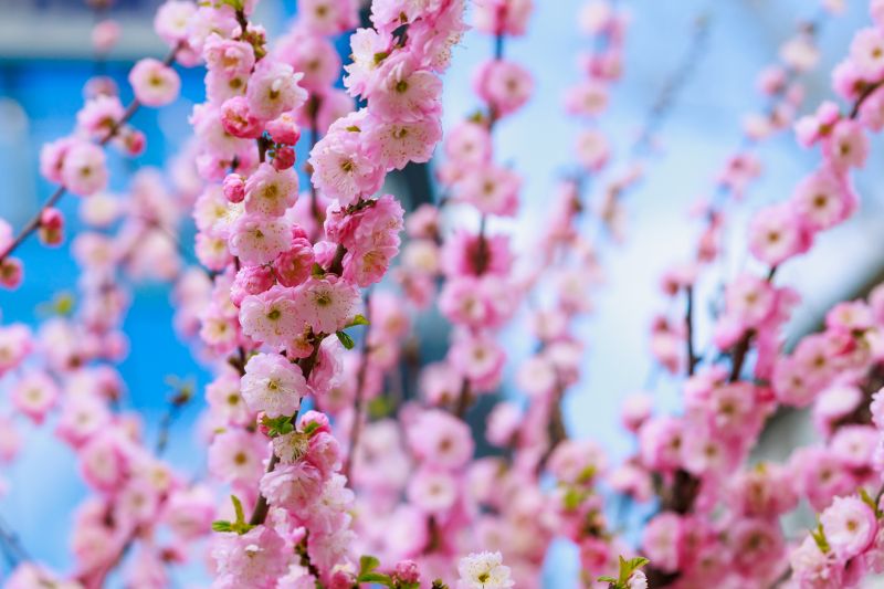 Cherry Tree Planting in Honolulu, HI
