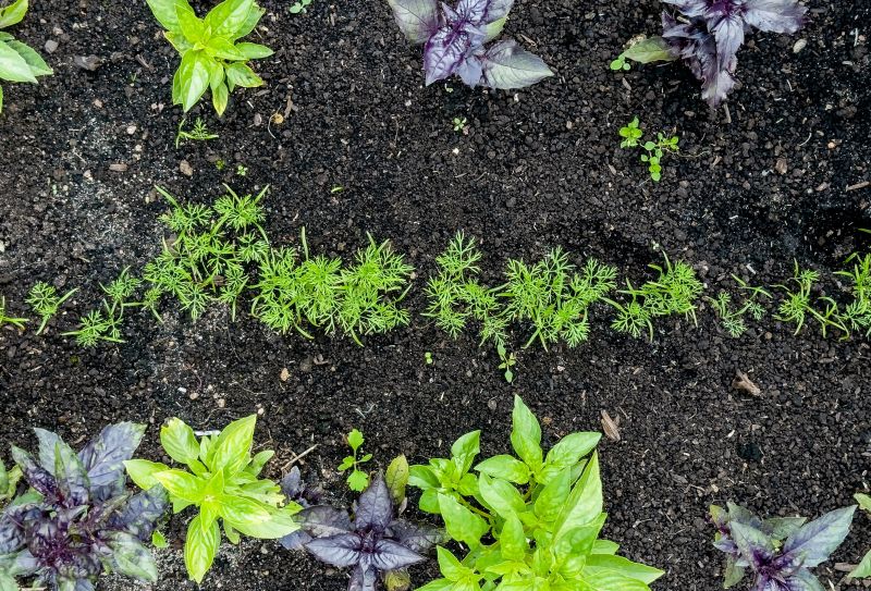 Ground Cover Planting in Honolulu, HI