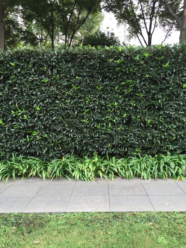 Hedge Landscaping in Honolulu, HI