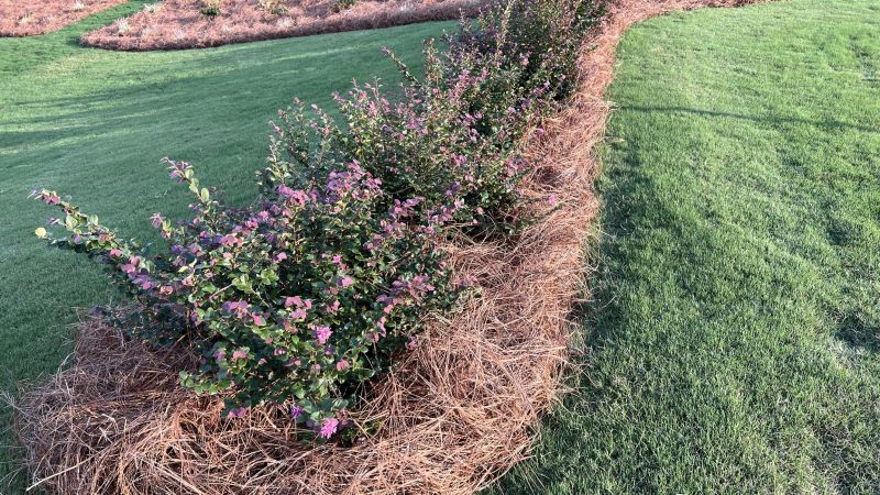 Hedge Planting in Ventura County, CA
