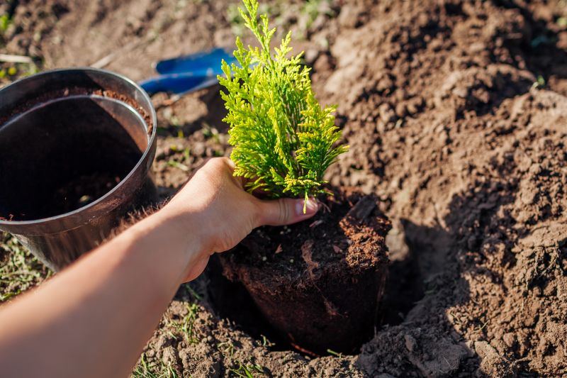Japanese Maple Planting in Ventura County, CA