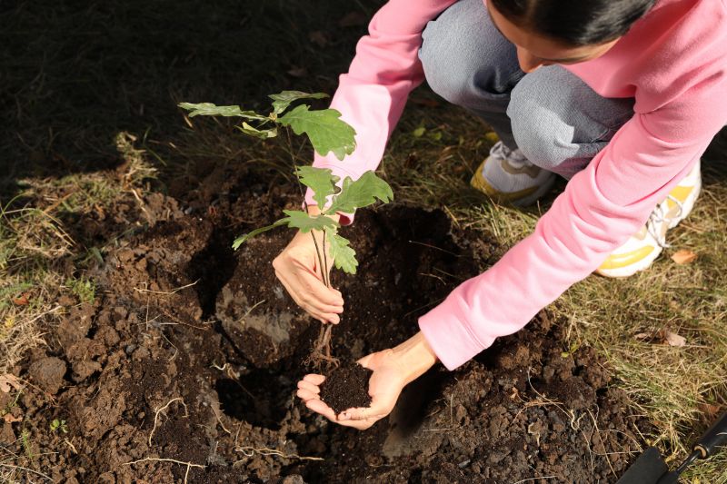 Japanese Maple Planting in Honolulu, HI