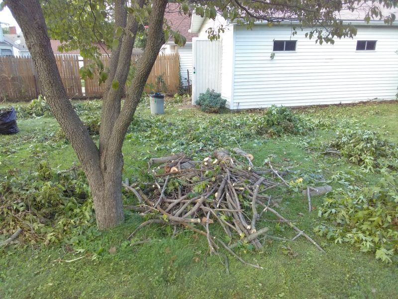 Landscape After Cleanup