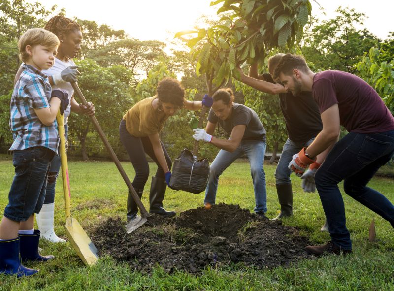Maple Tree Planting in Ventura County, CA