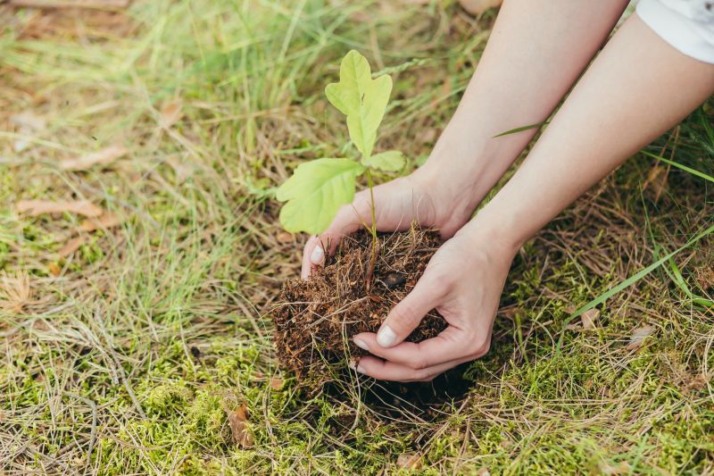 Orchard Planting in Ventura County, CA