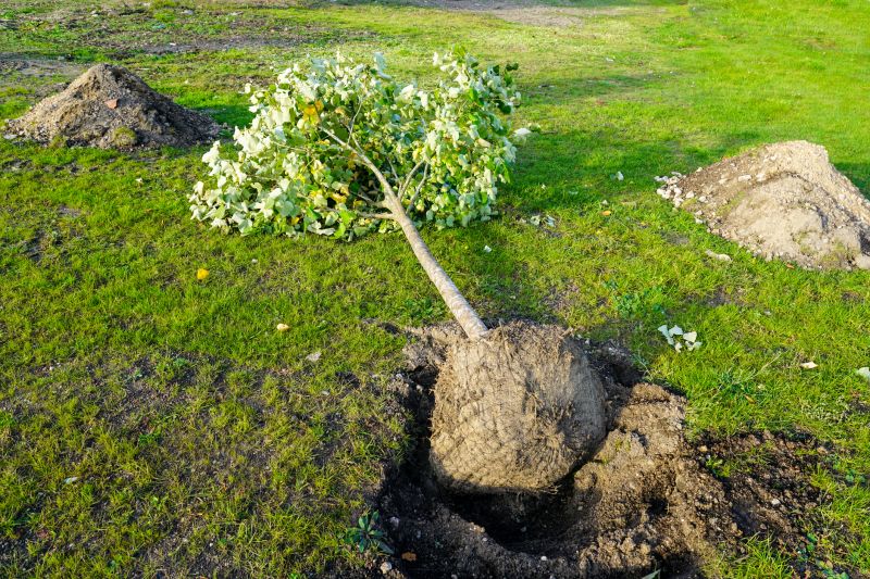 Ornamental Tree Planting in Honolulu, HI