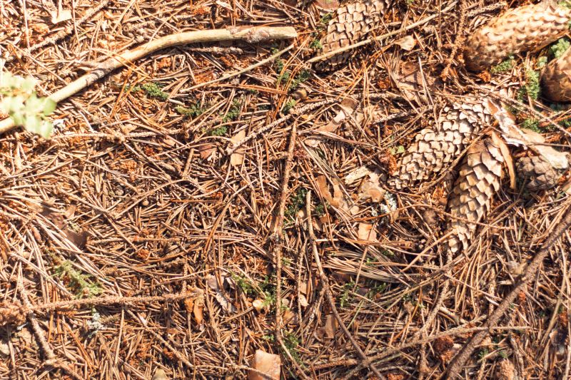 Pine Needles Removal in Honolulu, HI