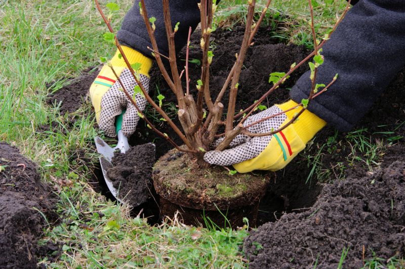 Privacy Shrub Installation in Honolulu, HI