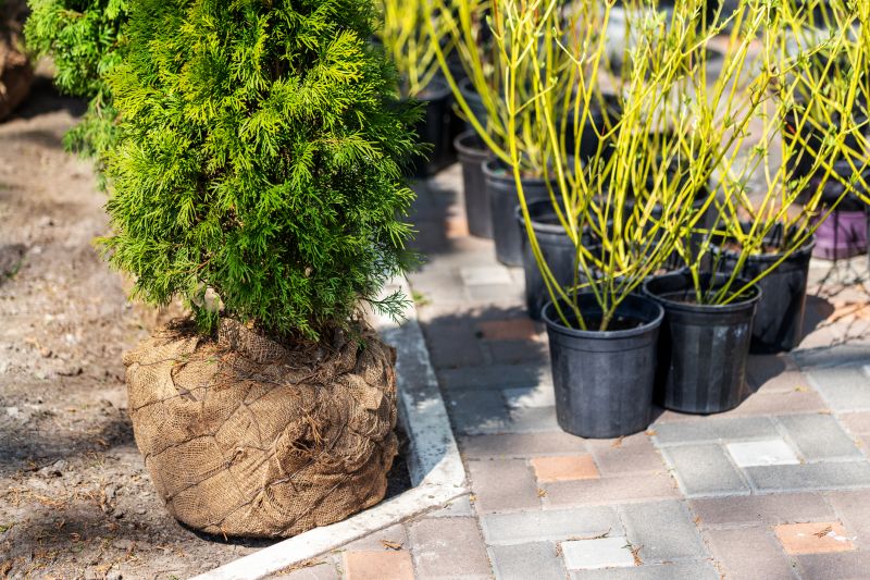 Privacy Shrub Planting in Ventura County, CA