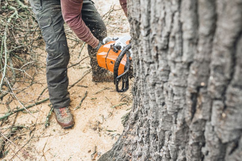 Shrub Care Service in Reno, NV