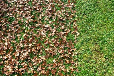 Spring Lawn Cleanup in Honolulu, HI