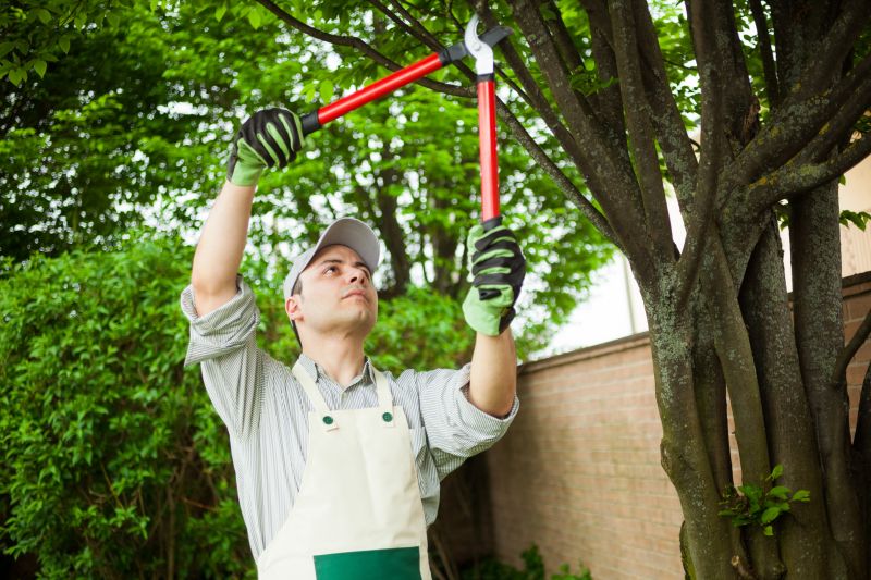 Tree Cabling Service in Reno, NV