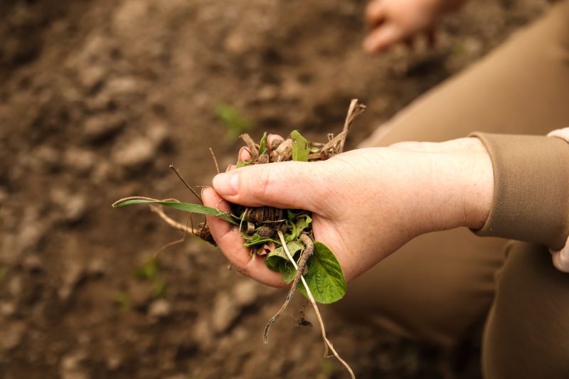 Weeding Service in Ventura County, CA