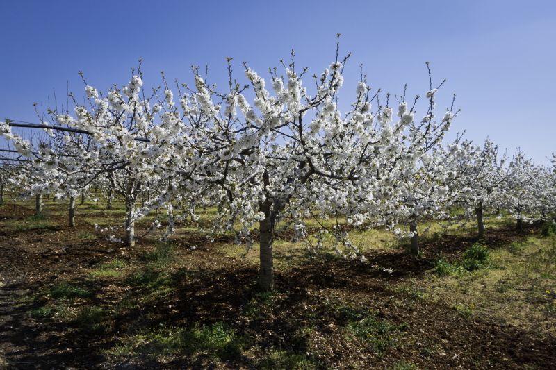 Cherry Tree Planting in Ventura County, CA