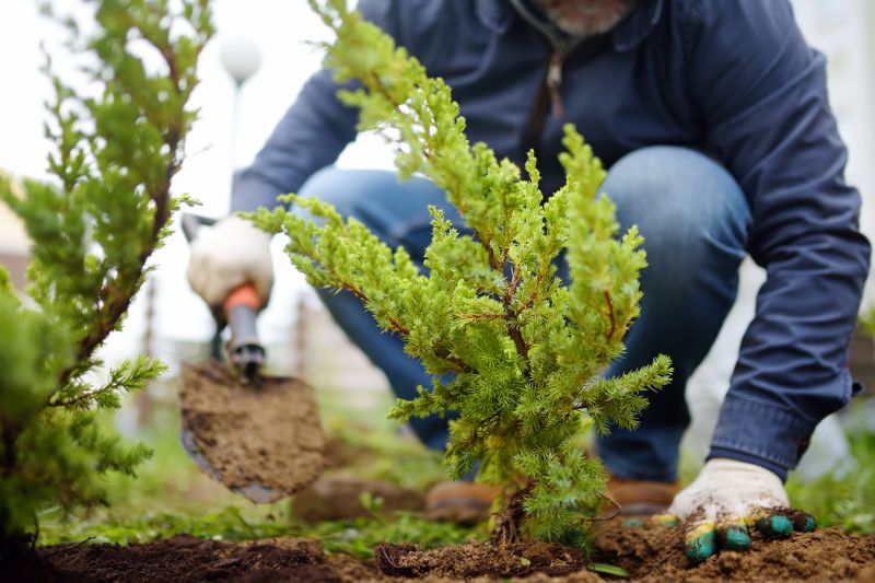 Rose Bush Planting in Honolulu, HI
